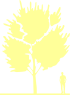 Пиктограмма: высота растения, биоформа, габитус, habitus, слива растопыренная (prunus cerasifera)' nigra'