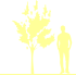 Пиктограмма: высота растения, биоформа, габитус, habitus, вишня ниппонская (prunus nipponica)' brilliant'
