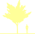 Пиктограмма: высота растения, биоформа, габитус, habitus, вишня мелкопильчатая (prunus serrulata)' kanzan'
