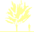 Пиктограмма: высота растения, биоформа, габитус, habitus, вишня мелкопильчатая (prunus serrulata)' royal burgundy'