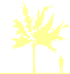 Пиктограмма: высота растения, биоформа, габитус, habitus, вишня короткощетинистая (prunus subhirtella)' autumnalis rosea'