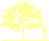 Пиктограмма: высота растения, биоформа, габитус, habitus, вишня короткощетинистая (prunus subhirtella)' fukubana'