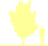 Пиктограмма: высота, биоформа, габитус, habitus, слива растопыренная (prunus cerasifera) 'trailblazer'