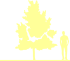 Пиктограмма: высота растения, биоформа, габитус, habitus, черемуха виргинская (prunus virginiana)' schubert'