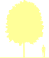 Пиктограмма: высота растения, биоформа, габитус, habitus, рябина круглолистная (sorbus aria)' magnifica'