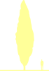 Пиктограмма: высота растения, биоформа, габитус, habitus, тополь черный (populus nigra)' italica'
