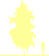 Пиктограмма: высота растения, биоформа, габитус, habitus, тополь китайский (populus simonii)' fastigiata'