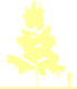 Пиктограмма: высота растения, биоформа, габитус, habitus, тополь канадский (populus canadensis)' serotina aurea'