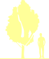 Пиктограмма: высота, габитус (habitus) яблоня гибридная (malus × hybrida}) 'adirondack'