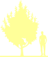 Пиктограмма: высота, габитус (habitus) яблоня гибридная (malus × hybrida}) 'dolgo'