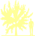Пиктограмма: высота, габитус (habitus) яблоня гибридная (malus × hybrida}) 'golden hornet'
