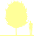 Пиктограмма: высота, габитус (habitus) яблоня гибридная (malus × hybrida}) 'jown downie'