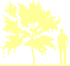 Пиктограмма: высота, габитус (habitus) яблоня гибридная (malus × hybrida}) 'liset'
