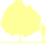 Пиктограмма: высота, габитус (habitus) яблоня гибридная (malus × hybrida}) 'ola'