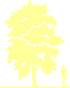 Пиктограмма: высота, биоформа, габитус, habitus, ясень пенсильванский (fraxinus pennsylvanica)