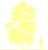 Пиктограмма: высота растения, биоформа, габитус, habitus, ясень пенсильванский (fraxinus pennsylvanica)' aucubaefolia'