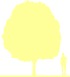 Пиктограмма: высота растения, биоформа, габитус, habitus, ясень пенсильванский (fraxinus pennsylvanica)' crispa'