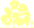 Пиктограмма: высота растения, биоформа, габитус, habitus, бархат амурский (phellodendron amurense)' '