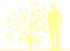 Пиктограмма: высота растения, биоформа, габитус, habitus, буддлея Давида (buddleja davidii)' minpap'