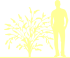 Пиктограмма: высота растения, биоформа, габитус, habitus, буддлея Давида (buddleja davidii)' santana'