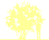 Пиктограмма: высота растения, биоформа, габитус, habitus, карагана древовидная (caragana arborescens)' '