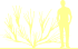 Пиктограмма: высота растения, биоформа, габитус, habitus, ракитник гибридный (cytisus hybridum)' dukaat'