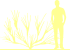 Пиктограмма: высота растения, биоформа, габитус, habitus, ракитник гибридный (cytisus hybridum)' lena'