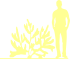 Пиктограмма: высота, габитус (habitus) волчеягодник смертельный (daphne mezereum}), типовой вид