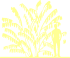 Пиктограмма: высота растения, биоформа, габитус, habitus, бересклет пробковый (euonymus phellomanus)' '