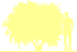 Пиктограмма: высота, габитус (habitus) экзохорда пильчатолистная (exochorda serratifolia}) 'snow white'