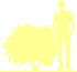 Пиктограмма: высота, габитус (habitus) экзохорда крупноцветная (exochorda × macrantha}) 'niagara'