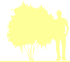 Пиктограмма: высота растения, биоформа, габитус, habitus, чубушник венечный (philadelphus coronarius)' '