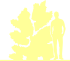 Пиктограмма: высота растения, биоформа, габитус, habitus, чубушник гибридный (philadelphus hybrida)' snowbelle'