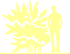 Пиктограмма: высота растения, биоформа, габитус, habitus, пузыреплодник калинолистный (physocarpus opulifolius)' dart's gold'