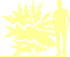 Пиктограмма: высота, биоформа, габитус, habitus, пузыреплодник калинолистный (physocarpus opulifolius) 'nugget'