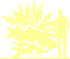 Пиктограмма: высота растения, биоформа, габитус, habitus, пузыреплодник калинолистный (physocarpus opulifolius)' seward'