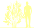 Пиктограмма: высота, биоформа, габитус, habitus, миндаль низкий (prunus tenella)