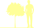 Пиктограмма: высота, габитус (habitus) ива мохнатая (salix lanata}), типовой вид