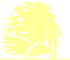 Пиктограмма: высота растения, биоформа, габитус, habitus, бузина черная (sambucus nigra)' pulverulenta'