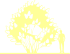 Пиктограмма: высота растения, биоформа, габитус, habitus, сирень обыкновенная (syringa vulgaris)' andenken an ludwig spath'
