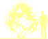 Пиктограмма: высота растения, биоформа, габитус, habitus, сирень обыкновенная (syringa vulgaris)' edith caveil'