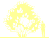 Пиктограмма: высота растения, биоформа, габитус, habitus, сирень обыкновенная (syringa vulgaris)' mme lemoine'