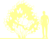 Пиктограмма: высота растения, биоформа, габитус, habitus, сирень обыкновенная (syringa vulgaris)' primrose'