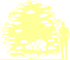 Пиктограмма: высота растения, биоформа, габитус, habitus, калина гордовина (viburnum lantana)' aureovariegata'