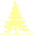Пиктограмма: высота растения, биоформа, габитус, habitus, ель ситхинская (picea sitchensis)' '