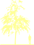 Пиктограмма: высота, габитус (habitus) рябина уллындская (sorbus ulleungensis}) 'dodong'