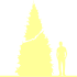 Пиктограмма: высота, габитус (habitus) туя складчатая (thuja plicata}) 'gelderland'