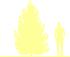 Пиктограмма: высота, биоформа, габитус, habitus, сосна черная (pinus nigra) 'goldfingers'