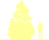 Пиктограмма: высота, габитус (habitus) сосна Гельдрейха (pinus heldreichii}), типовой вид