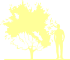 Пиктограмма: форма кроны, высота, габитус (habitus) боярышник обыкновенный (crataegus laevigata}), типовой вид